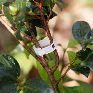 Clips de soporte para plantas