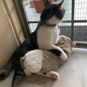 Almohada acogedora para gatos