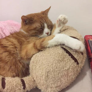 Almohada acogedora para gatos