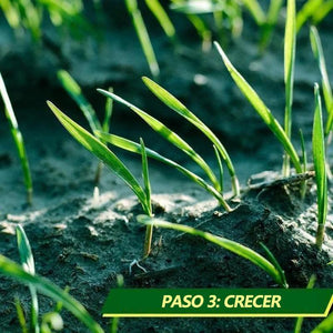 Estera de Semillas de Césped Biodegradable