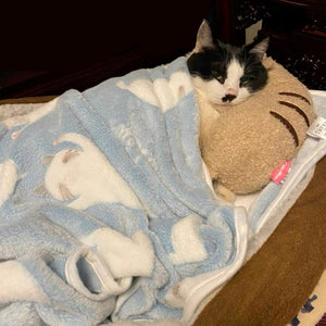 Almohada acogedora para gatos