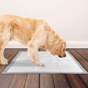 Asistente de entrenamiento para ir al baño de mascotas